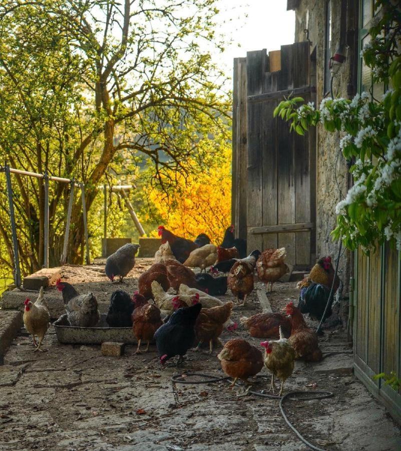 Ferienwohnung Mirtei Hohenau Екстер'єр фото